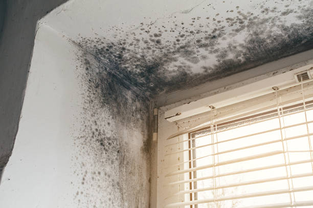 Affordable Attic Mold Remediation solutions in Cocolamus, PA