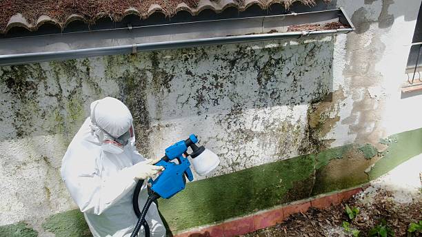 Top rated local Attic Mold Remediation specialists in Cocolamus, PA